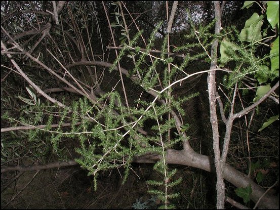 Asparagus 1