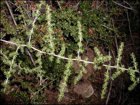 Asparagus 3