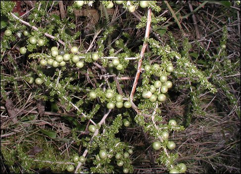 Asparagus, fruits 1