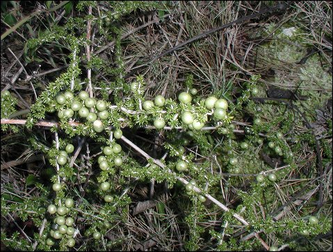 Asparagus, fruits 2