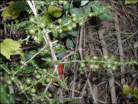 Asparagus, fruits 3