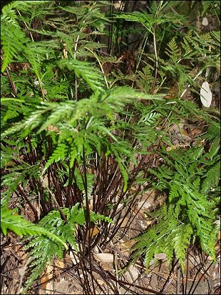 Asplenium adiantum nigrum 1