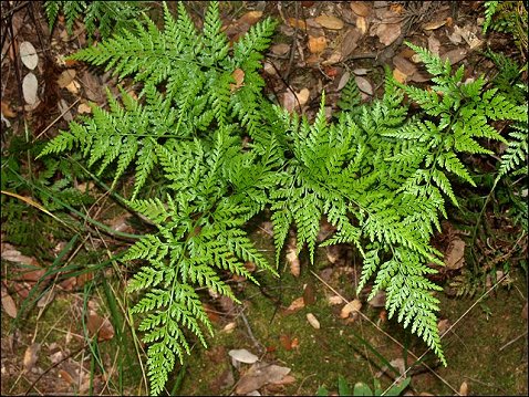 Asplenium adiantum nigrum 2
