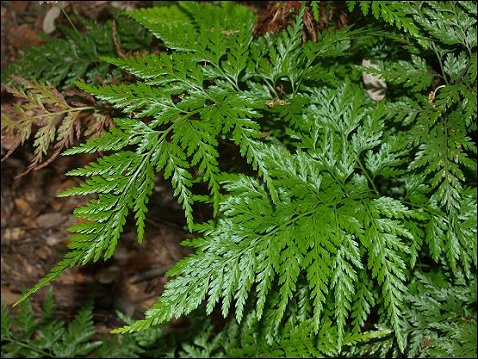 Asplenium adiantum nigrum 3