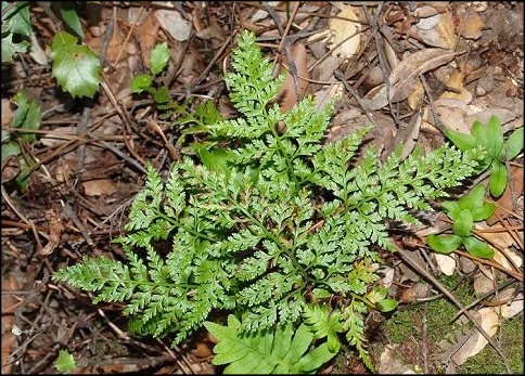 Asplenium adiantum nigrum 5