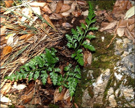 Asplenium adiantum nigrum 6