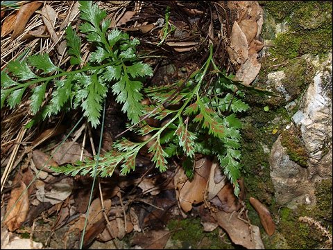 Asplenium adiantum nigrum 7