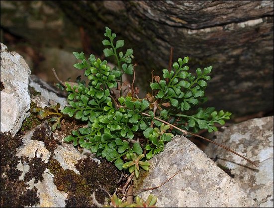 Asplenium ruta-muraria 1