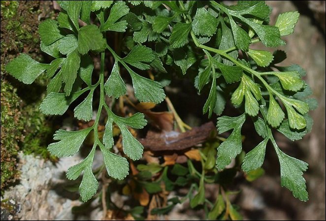 Asplenium ruta-muraria 10