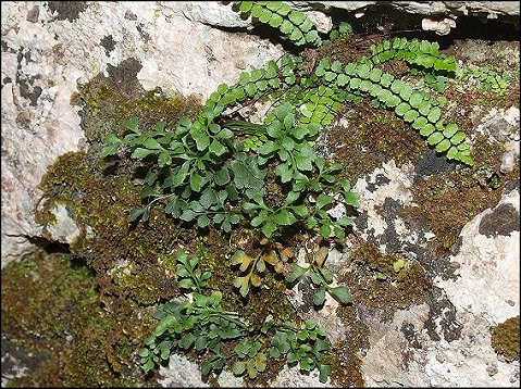 Asplenium ruta-muraria 11