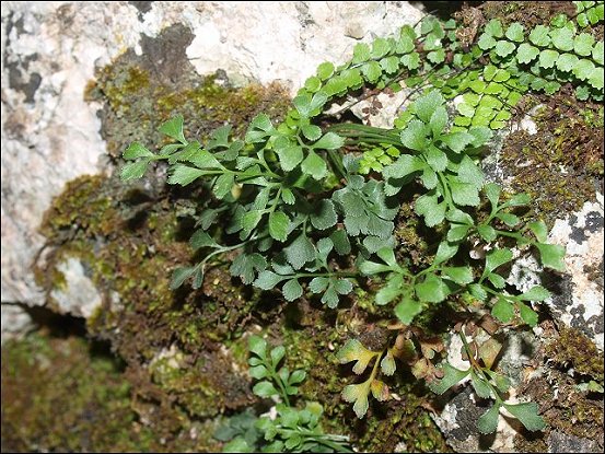 Asplenium ruta-muraria 12