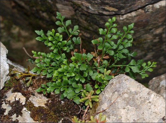 Asplenium ruta-muraria 2