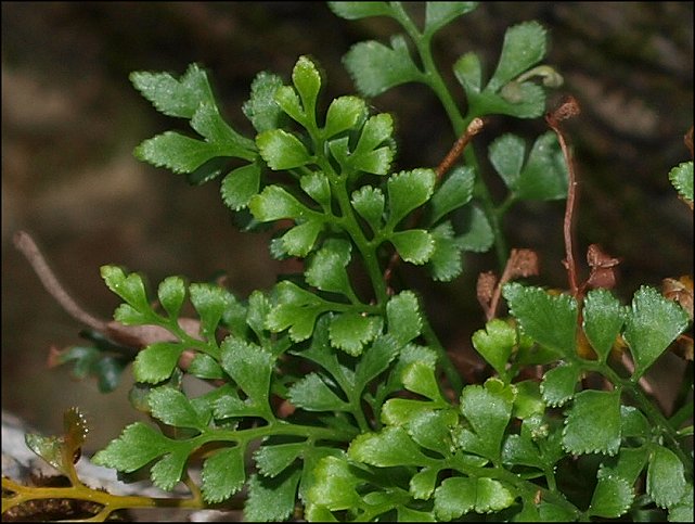Asplenium ruta-muraria 3