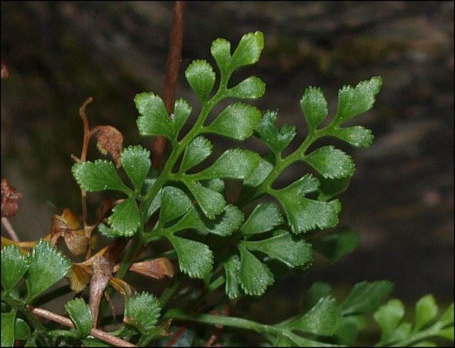 Asplenium ruta-muraria