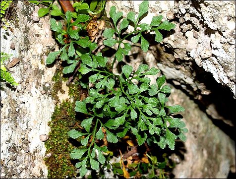 Asplenium ruta-muraria 5