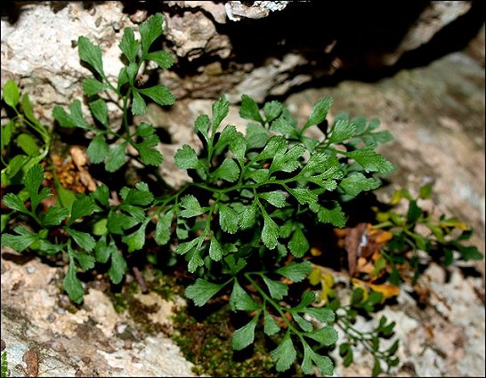 Asplenium ruta-muraria 6