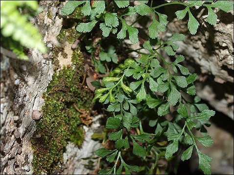 Asplenium ruta-muraria 7