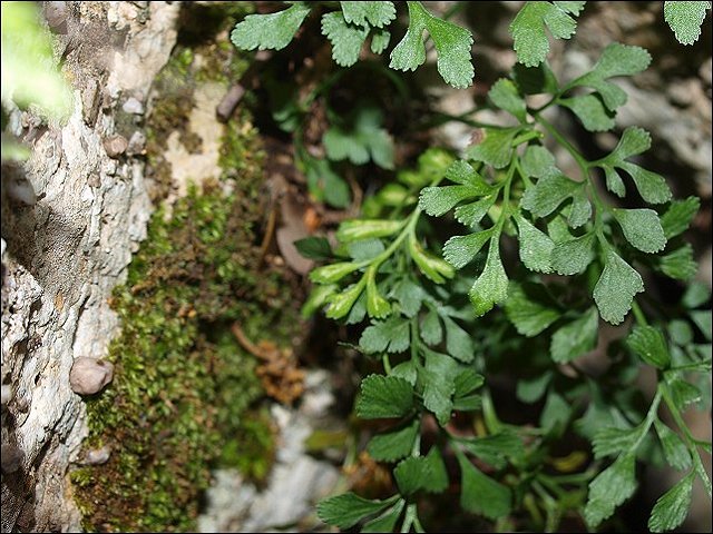 Asplenium ruta-muraria 8