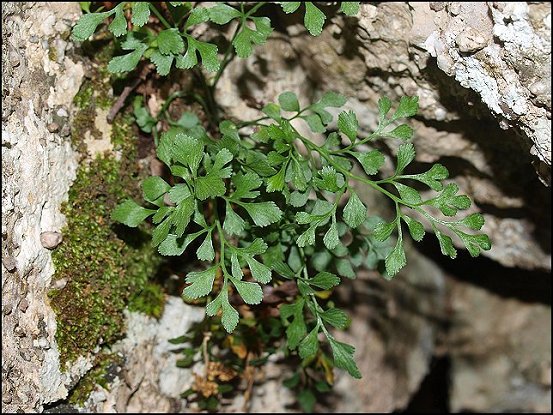 Asplenium ruta-muraria 9