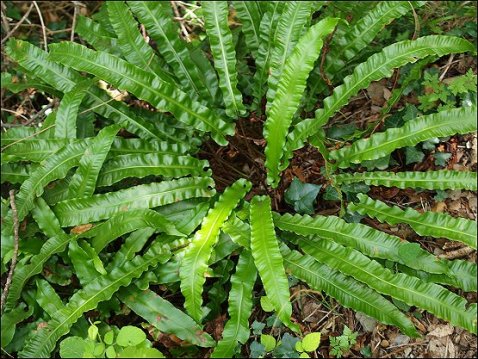 Asplenium scolopendrium 2