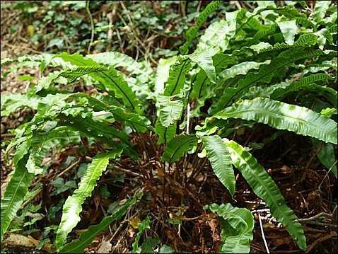 Asplenium scolopendrium 3
