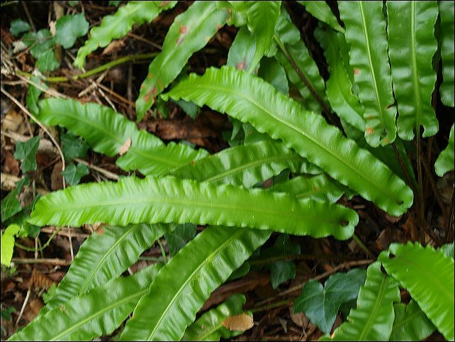 Asplenium scolopendrium 4