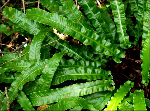 Asplenium scolopendrium 5