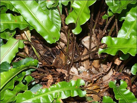 Asplenium scolopendrium 6