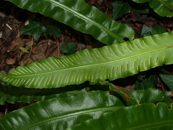 Asplenium scolopendrium 7