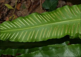 Asplenium scolopendrium 8