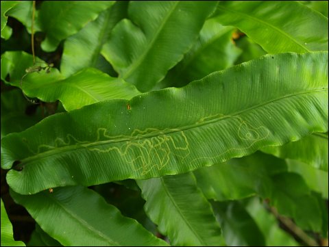 Asplenium scolopendrium 9