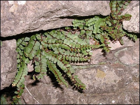 Asplenium trichomanes 1