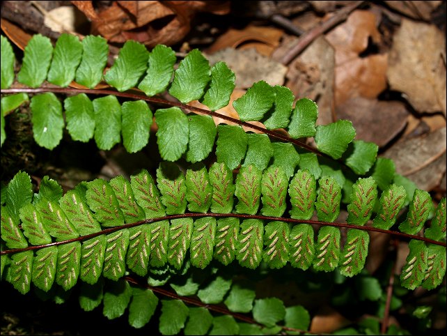 Asplenium trichomanes 10