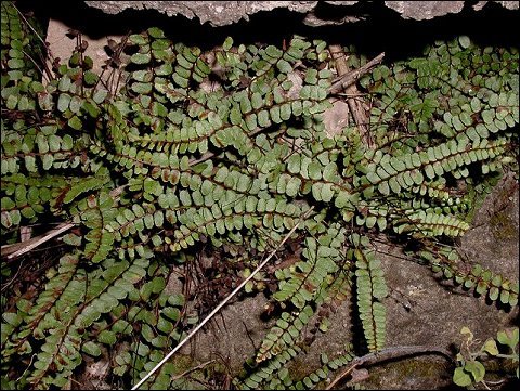 Asplenium trichomanes 3