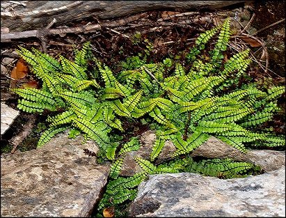 Asplenium trichomanes 4
