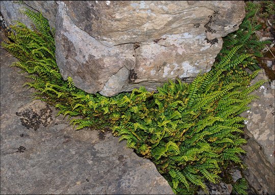 Asplenium trichomanes 5
