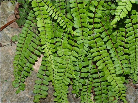 Asplenium trichomanes 6