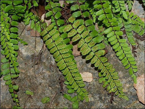 Asplenium trichomanes 7