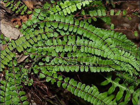 Asplenium trichomanes 8