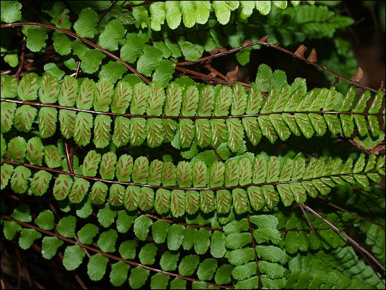 Asplenium trichomanes 9
