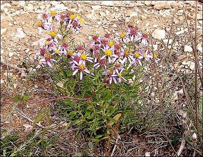 Aster sedifolius 1