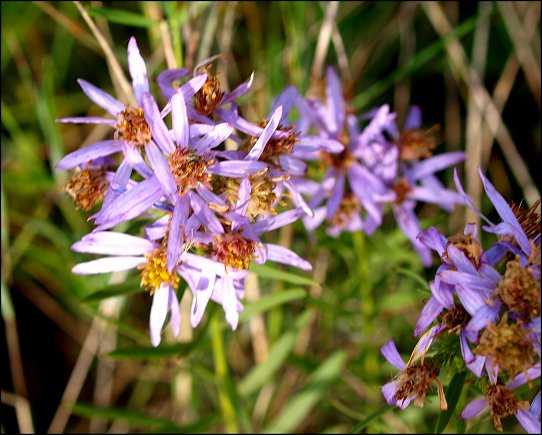 Aster sedifolius 10