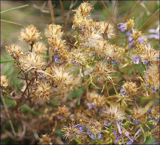 Aster sedifolius 11