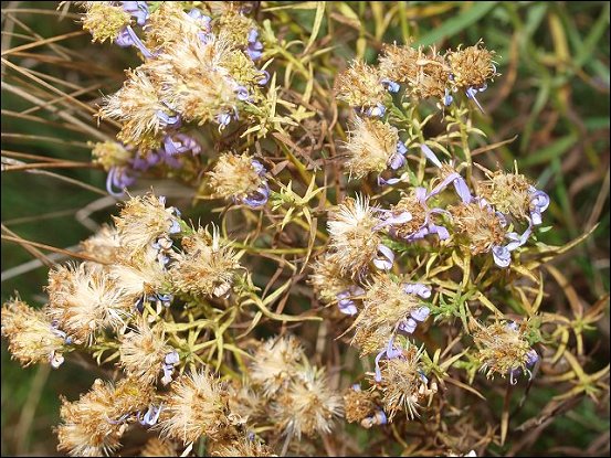Aster sedifolius 12