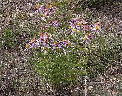 Aster sedifolius 2