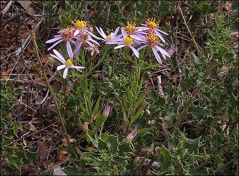 Aster sedifolius 3