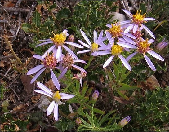 Aswter sedifolius 4