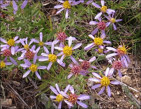 Aster sedifolius 5