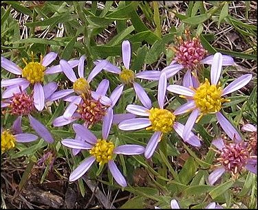 Aster sedifolius 6
