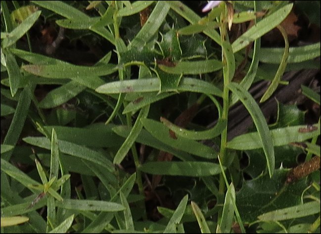 Aster sedifolius 7